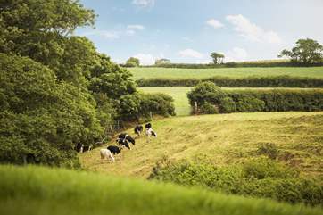 The cows in the adjoining fields come from the Owners' family farm close by.