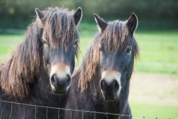 Meet Halcyon and Hobson, the Exmoor ponies who also share this tree-lined meadow.