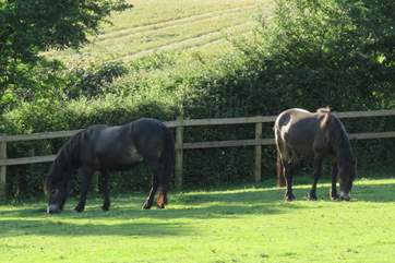 Your neigh-bours!