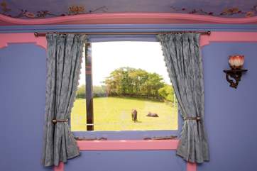 Watch the ponies playing in the meadow from the comfort of your bed - perfect!
