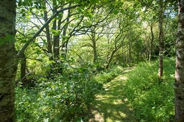 There are 30 acres of land for you to explore with mown paths through wildflower fields.