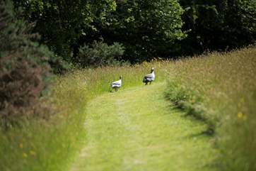 You may even have some feathered friends join you whilst exploring the 30 acres.