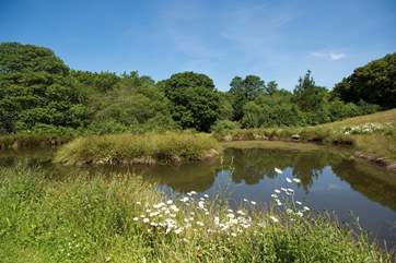The lake is full of fish and attracts a huge variety of wildlife....even the occasional deer!