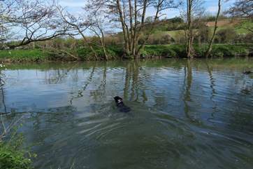 Local footpaths lead from Court Farm - there is a lovely riverside walk nearby and if your dog likes to swim it will be delighted !