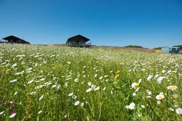 Horizon, Sunrise and Mount View Retreat sat in their spacious areas in the wild flower meadow.