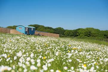 Sitting pretty in the wild flower meadow.