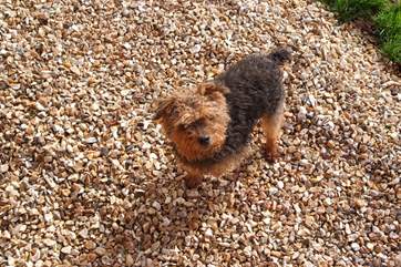 Four-legged friends will love the safely enclosed garden and all the space. There is even somewhere to wash muddy paws.