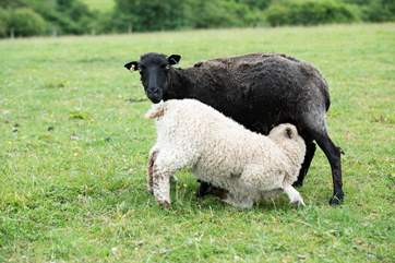 There are a variety of animals on the farm (separate from your glamping meadow).