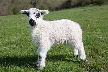 This cute little chap was just 4 days old, born on the farm.
