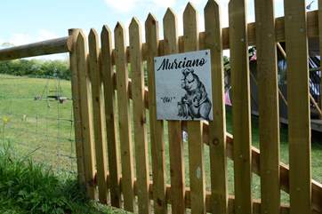 Welcome to Murciano!