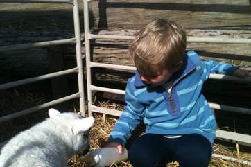 Children will love seeing the animals at Bittles Brook Farm.