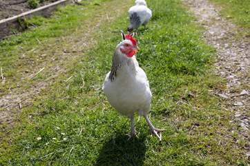 More local residents of Bittles Brook Farm, they live up at the farm and not near to the tents.
