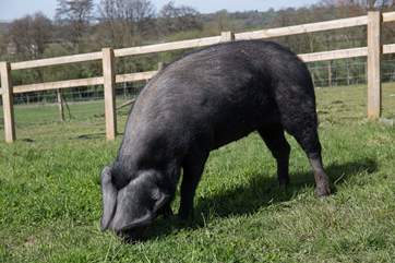 Beauty the pig that inspired Black Pig Retreats.