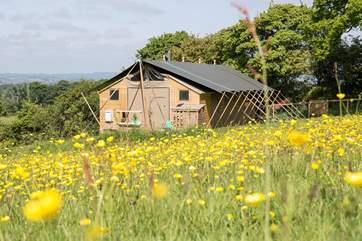 Basking in this large meadow, with far-reaching rural views.