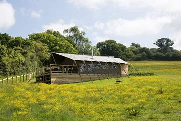 Gascon sits on the hillside of this gorgeous wild flower meadow.