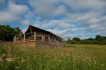 Gascon sits on the hillside of this gorgeous wild flower meadow.