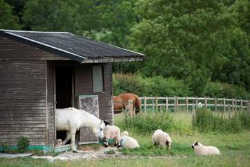 There are a variety of animals on the farm (separate from your glamping meadow).