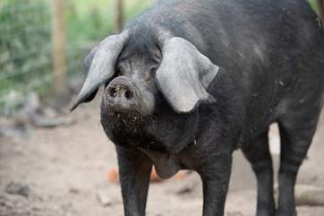 This is Beauty a Great Black pig, she has inspired the name of the retreat.