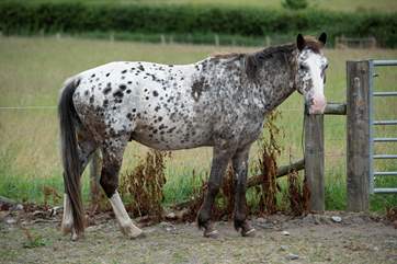 One of the owner's lovely horses.