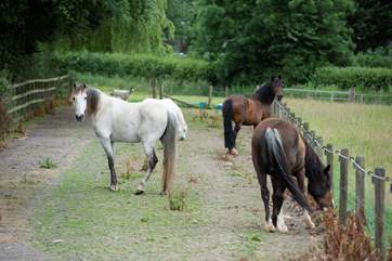 There is an equestrian facility at the farm.