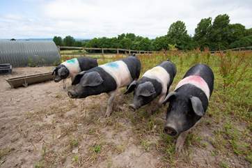 Some friendly pigs, to fit in with the theme of this wonderful glamping site.