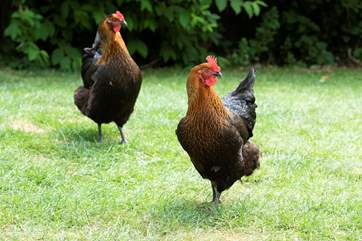 Not forgetting the owner's chickens too.