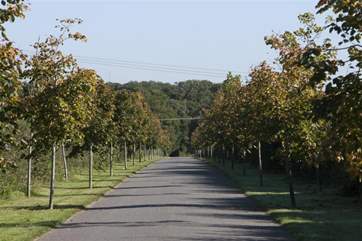 The driveway down to The Manor.