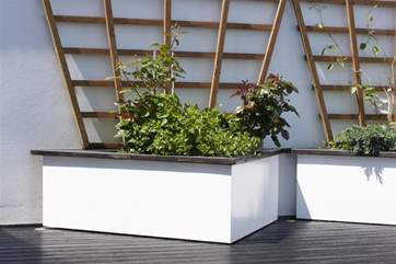 Garden 'greenery' on the roof terrace.