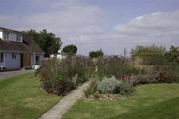 Mature plants on the green.