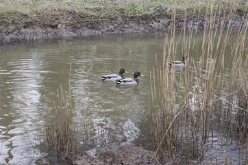 Explore the nearby wildlife