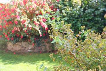 The garden is beautiful in bloom
