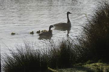 These chaps quite like the lake too!