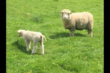 Livestock looking very content in their beautiful meadow within the grounds.