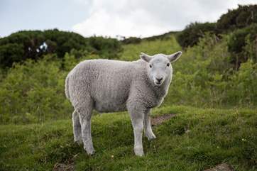 Or perhaps this friendly little chappy can brighten your day on the moors.