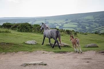 Dartmoor ponies are a joy to watch.