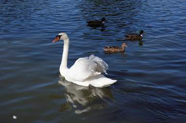 Take a walk down to the boating lake and feed the swans and ducks.
