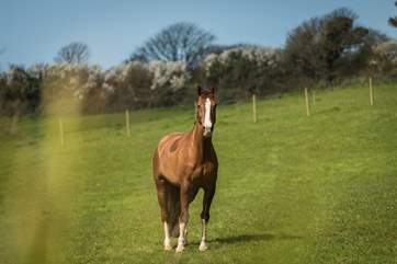 One of the Owners' beautiful horses.