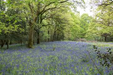 In the spring, bluebell woods stretch throughout the unspoilt woodland - feel welcome to wander and explore.