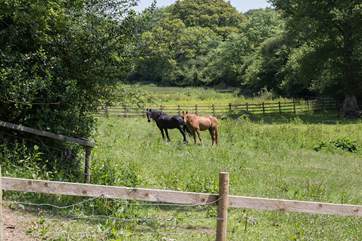 The welcoming committee are always close by as you make your way up the driveway to Oak Cottage.