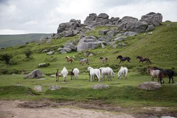 Watching the Dartmoor ponies roam freely and happily is a real joy. They are not shy, and will certainly put on a display for you.