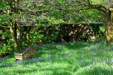 The bluebell garden, out in full bloom. Such a fabulous array of colour.