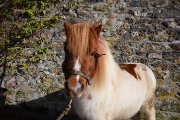 Jerry is ready and waiting to be spoilt rotten. He'll prove a real hit with the younger members of your party.