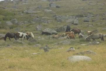 The locals.