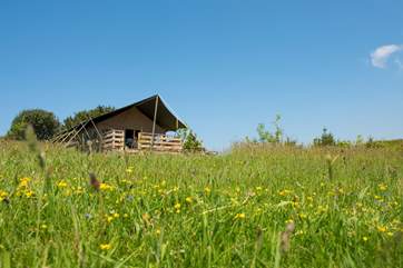Twiga is set in a tree-lined meadow.