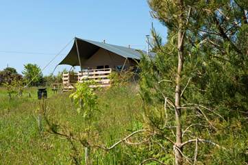 Tembo transports you to the wilds of Africa while relaxing in the tranquillity of the Cornish countryside.