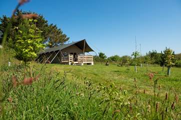 Tembo transports you to the wilds of Africa while relaxing in the tranquillity of the Cornish countryside.