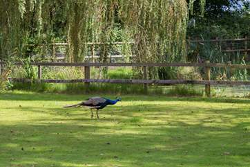 There is a wildlife pond which is fully fenced. Do enjoy seeing the ducks but please do not let children climb over. The peacock is a visitor here too!