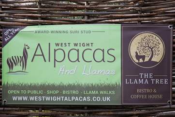 Why not go and visit the Alpacas?