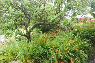 The front garden.