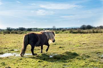 The moorland ponies roam freely across the countryside.